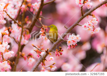 櫻花觀眾 32987193