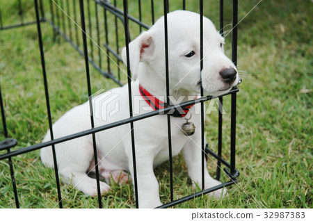 Sad puppies in a cage on the grass. 32987383