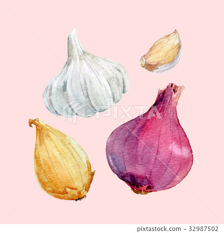 Watercolor onion vector set Watercolor onion vector set 32987502