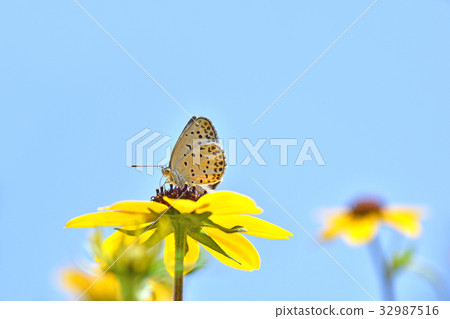 Yamato Shijimi stops in Rudbeckia Takao 32987516
