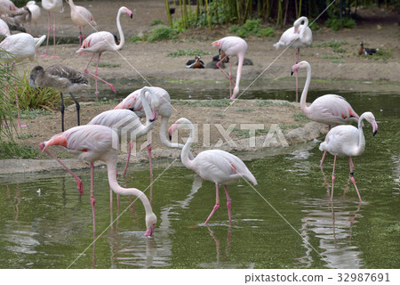 Pink Flamingos birds 32987691