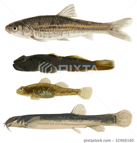 淡水魚2 32988180