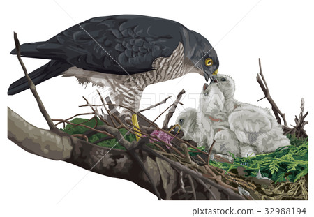 Tsumi巢1 Tsumi巢1 32988194