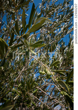 Olives on the tree Olives on the tree 32988207