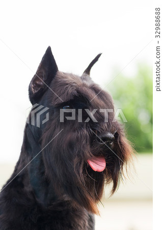 Schnauzer mittel Close-up 32988688