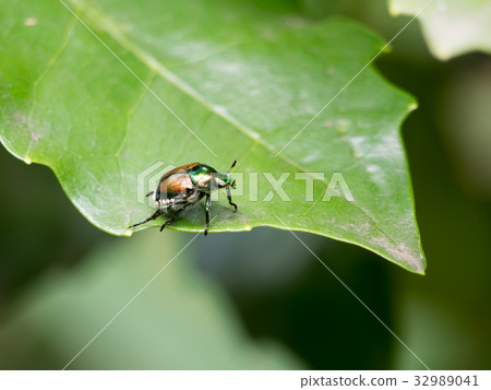 Japanese Beetle Japanese Beetle 32989041