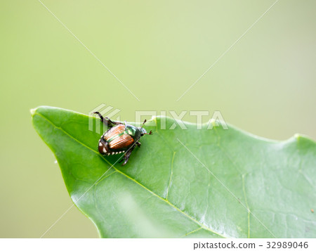 日本甲殼蟲 日本甲殼蟲 32989046