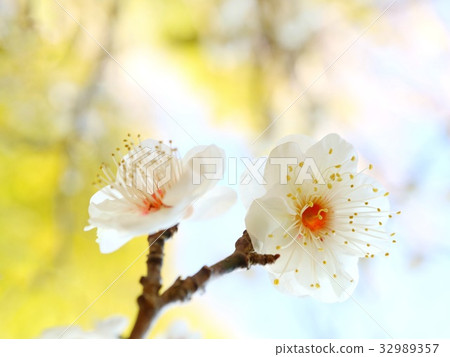 白色李子開花花關閉 32989357