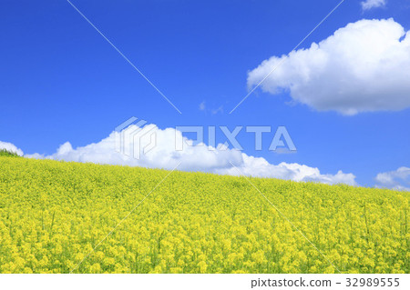北海道美瑛鎮雪茄場和淚雲 32989555