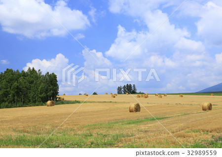 麥田和樹叢在收穫以後在富良野市,北海道 麥田和樹叢在收穫以後在富良野市,北海道 32989559