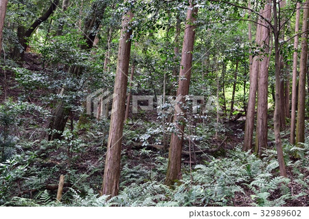 Deciduous hardwood forest Deciduous hardwood forest 32989602