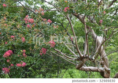 Crape myb (crape myrtle) 32989830