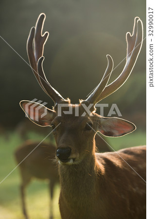 鹿的照片在夏天奈良公園 鹿的照片在夏天奈良公園 32990017