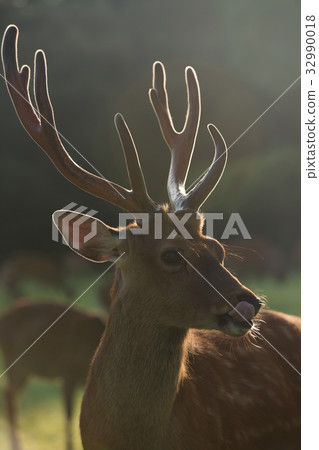 Photograph of deer in summer Nara park 32990018