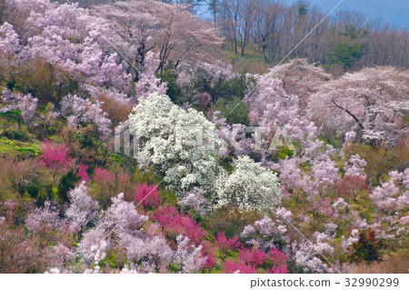 Hanamiyama（福島市） 32990299