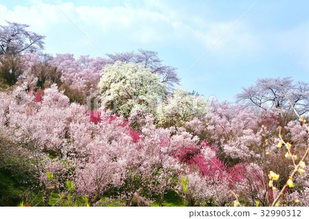 Hanamiyama（福島市） 32990312