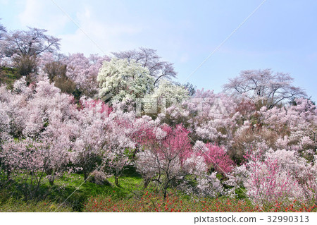 Hanamiyama (Fukushima City) 32990313