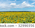 Sunflower field 32990356