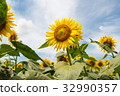 sunflower	 32990357