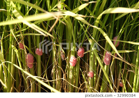 Egg of Jumbo Tanish 32990384