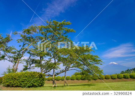 [靜岡縣]初夏的山中城堡遺址公園，富士山上空的櫻桃樹 32990824