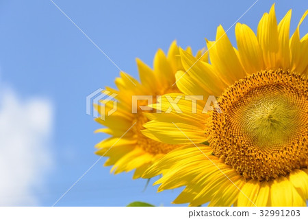 在晴朗的天氣下開花的向日葵 在晴朗的天氣下開花的向日葵 32991203