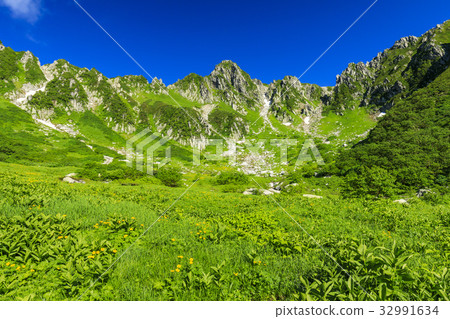 千疊敷捲曲 千疊敷捲曲 32991634