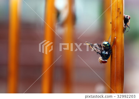 Fly stuck on glue traps Fly stuck on glue traps 32992203
