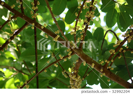 Yellow fruit on the branches. Yellow fruit on the branches. 32992204