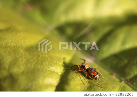 The little colorful spiders collection The little colorful spiders collection 32992205