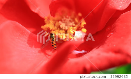 玫瑰和蜜蜂 32992685