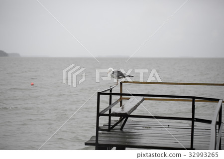 Seagull on the pier 32993265