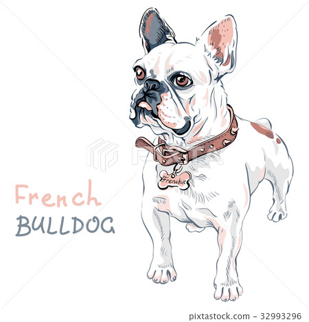 vector sketch domestic dog French Bulldog breed 32993296