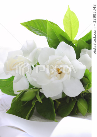 A bouquet of gardenia (longitudinal part) A bouquet of gardenia (longitudinal part) 32993348