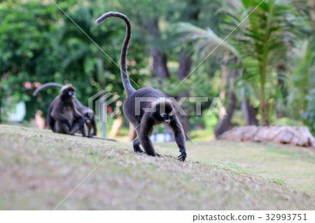 Monkey walk in the garden,Dusky langur 32993751