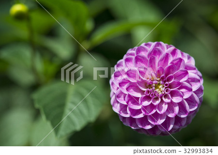 Dahlia Fermain flower, close-up Dahlia Fermain flower, close-up 32993834
