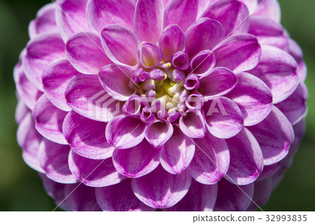 Dahlia Fermain flower, close-up Dahlia Fermain flower, close-up 32993835