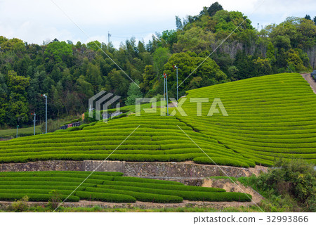 茶園 32993866
