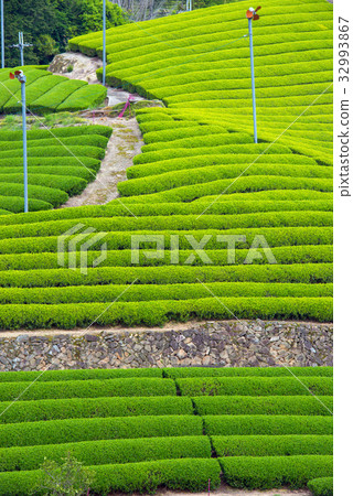 茶園 茶園 32993867