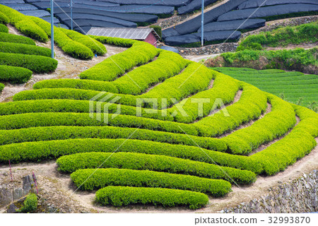 Tea plantation 32993870