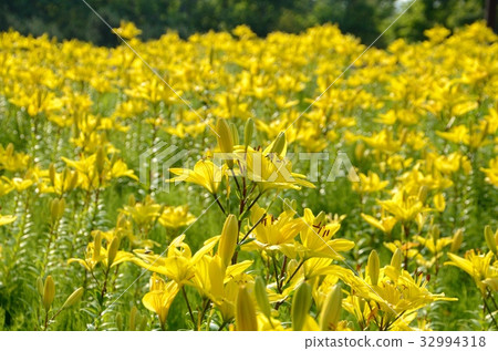 Yellow Lily 32994318