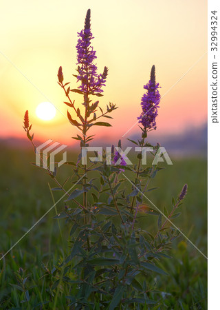 Larkspur (Delphinium nuttallianum) 32994324
