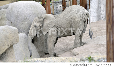 baby elephant at zoo 32994333