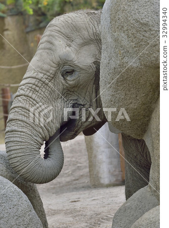 baby elephant at zoo 32994340