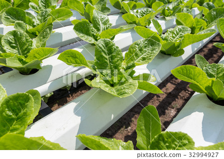 Green lettuce cultivation on hydroponic technology 32994927