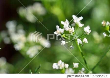 帕庫蒂花 帕庫蒂花 32995414