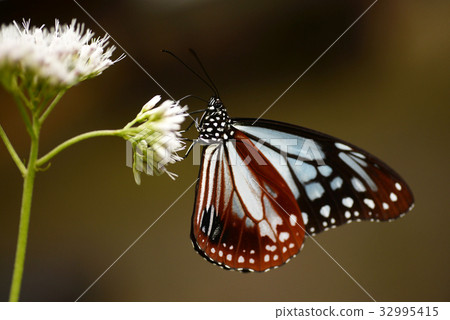 Asagi Madara Yellow-eyed Butterfly Butterfly Insect Flower Moth Beautiful Flapping Butterfly 32995415