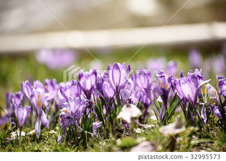 Spring crocus flowers Spring crocus flowers 32995573