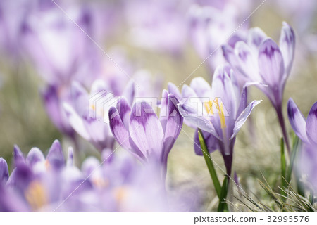 Spring crocus flowers 32995576