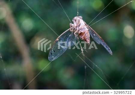 Cicada died on the spider web. Cicada died on the spider web. 32995722